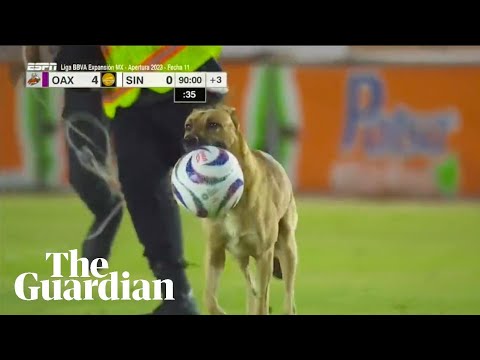 Mexican football match halted by pitch-invading dog that steals the ball