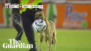 Mexican football match halted by pitchinvading dog that steals the ball