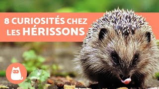 8 CURIOSITÉS chez les hérissons à connaître