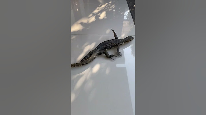 Lizard Scrambles Across Tile Floor || ViralHog