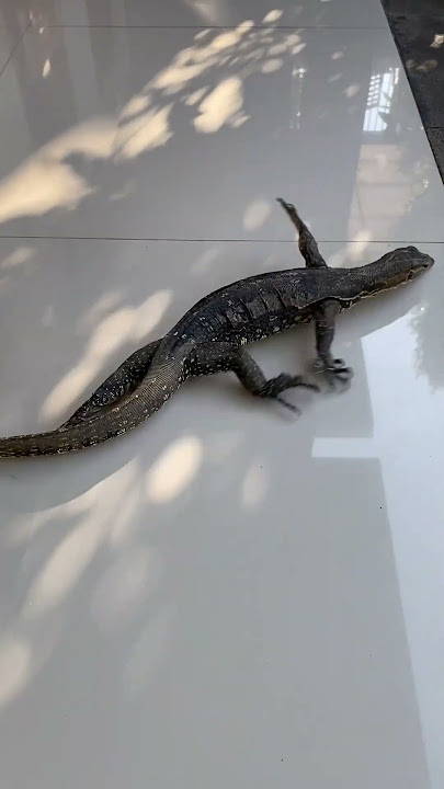 Kadal Berebut Melintasi Lantai Ubin || ViralHog