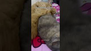 Ala drakor 🤏🏻🫶 #fyp #povkucing #shortsindonesia #catsofshorts #cutecat #britishshorthair #kucing