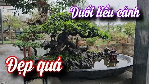 SH.10088. Duối bonsai đẹp lên tiểu cảnh xong nhìn phê thật đấy.