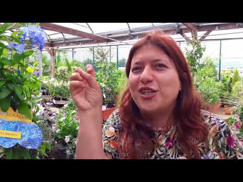 Video: Plumbago Care: dove e come coltivare una pianta Plumbago