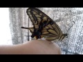 無事羽化したアゲハ蝶　a newly ‐emerged butterfly part 1