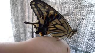 無事羽化したアゲハ蝶　a newly ‐emerged butterfly part 1