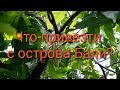 Что привезти с острова Бали?