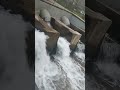 Озеро Сайран .белая птица прилетела.