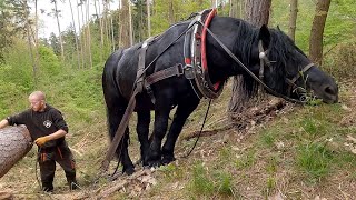 Těžba a přibližování koněm - Gyzan a Honza společně v lese