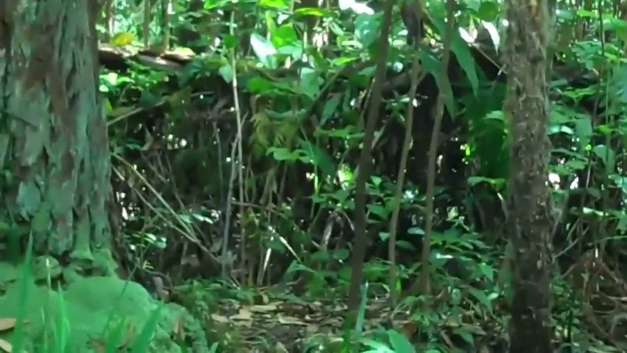 in the jungle clip3