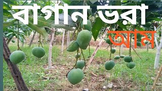 বারি  ৪ আম