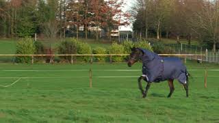 Horseware Rambo Optimo Line