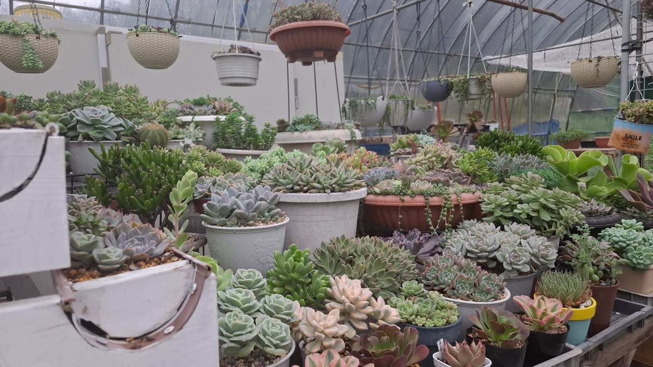 [Суккуленты] Последние обновления композиций из суккулентов и ванночек для суккулентов. #Суккулен...