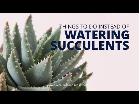Things to do when you shouldn&rsquo;t water your succulents