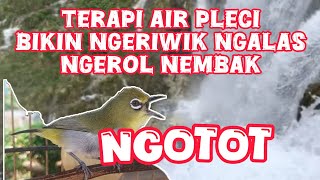 Download Lagu pancingan pleci ngeriwik ngalas ngerol nembak ngotot MP3