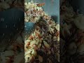 #chinese #macroni