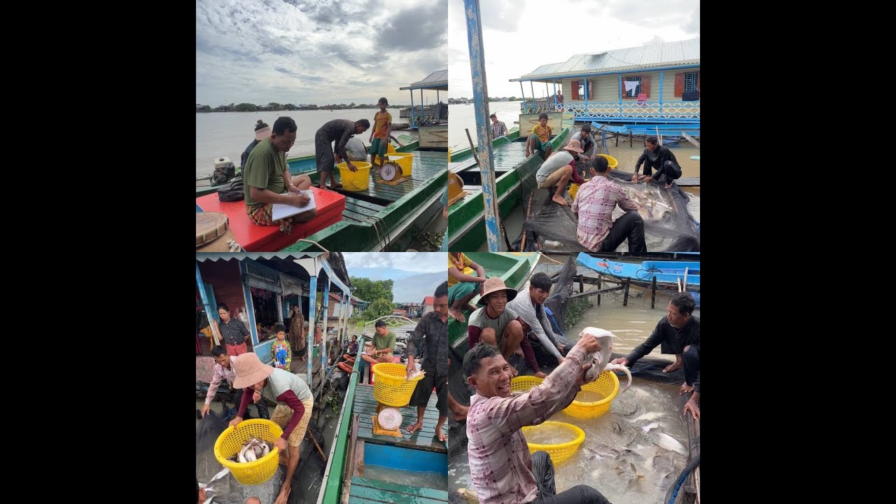 របៀបចាប់ត្រីចិញ្ចឹមលក់របស់អ្នកទន្លេ