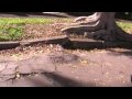 Stop Tree Roots in Drains. Vaporooter - Tree Root Damage