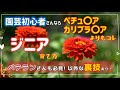 「ジニア(百日草)」育て方　園芸初めてならまずはこれ　裏技もご紹介します