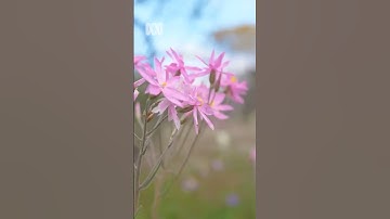Coalseam wildflowers, Western Australia | Nature Escapes | ABC Australia