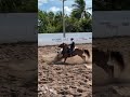 #cavalo #touromecanico #rodeio #pecuarista #cavalos #playvaquejada #vaquejada #fazenda #horse