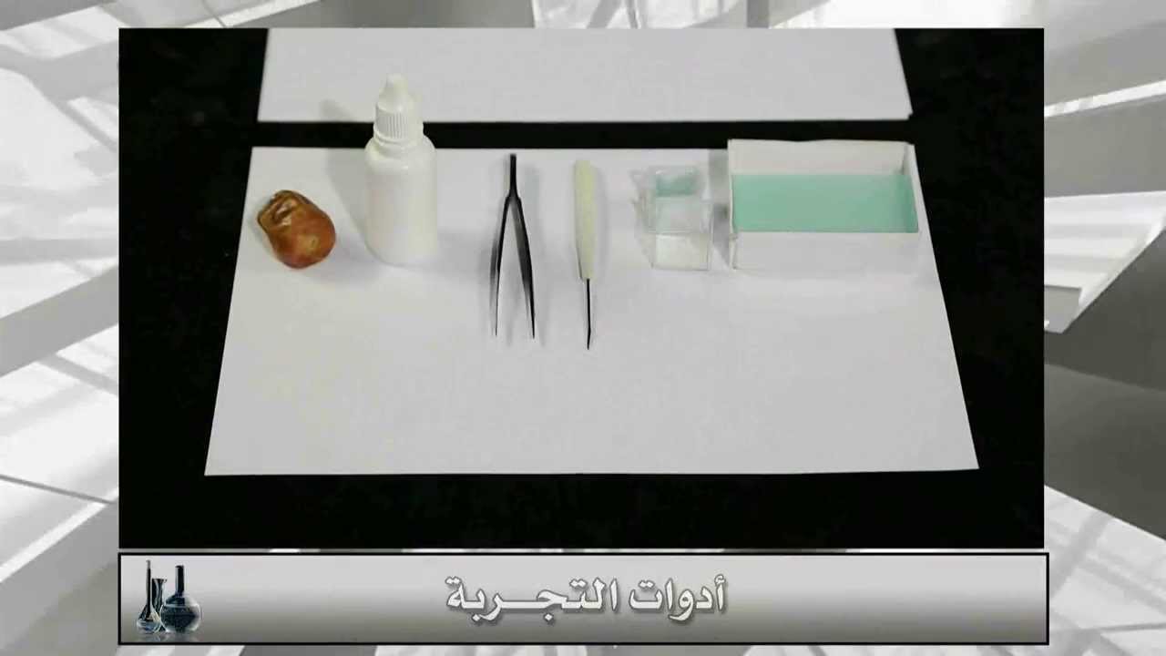 طريقة عمل الشرائح المجهرية لخلايا التمر -Date