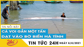 Nóng: Phát hiện cá voi nặng hơn 800kg dài 7m dạt vào bờ biển Hà Tĩnh, được người dân làm lễ chôn cất