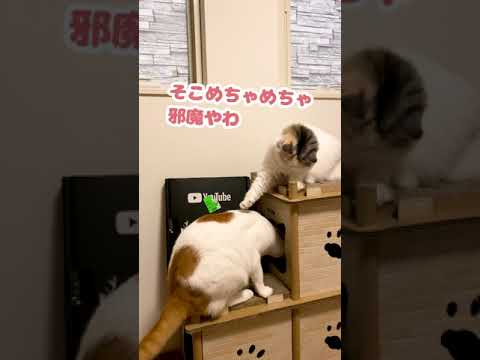 ほんま空気読まん猫やで…【おしゃべりする猫】 #Shorts