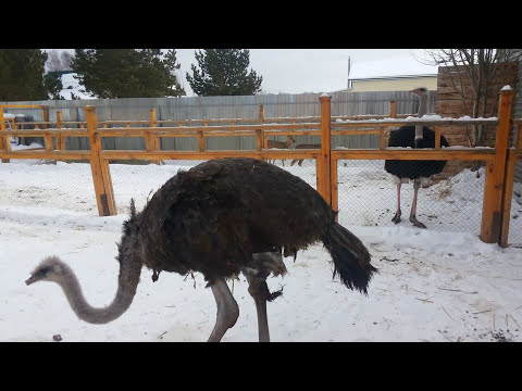 Самое смешное видео .Я жутко боюсь страусов./The funniest video .I'm terribly afraid of ostriches.