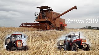 Koszenie Pszenicy 2019 Bizon Zo56 Ursus 1014