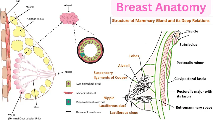 Mammography Registry Review: Breast Anatomy Lesson 1