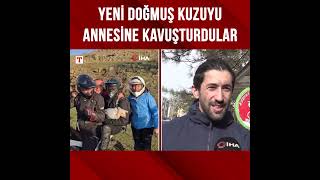 Tek Başına Buldukları Yeni Doğmuş Kuzuyu 3 Kilometre Ötedeki Annesi Ile Kavuşturdular