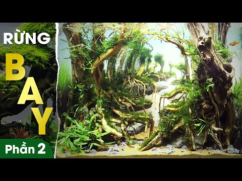 Video SETUP Bể Thủy Sinh Layout RỪNG BAY • Flying Forest... - youtube