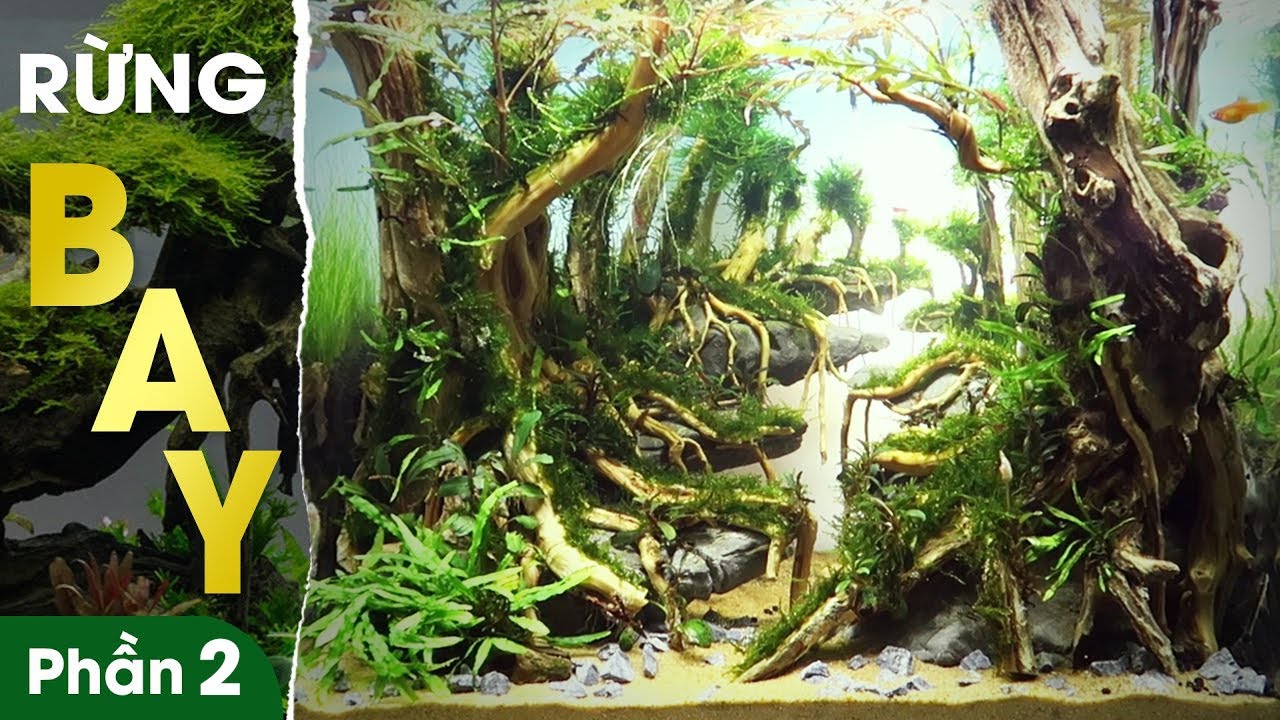 SETUP Bể Thủy Sinh Layout RỪNG BAY • Flying Forest Aquarium • P2 - YouTube
