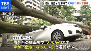 東京・白金台の駐車場で１６メートルの大木倒れ車が下敷きに