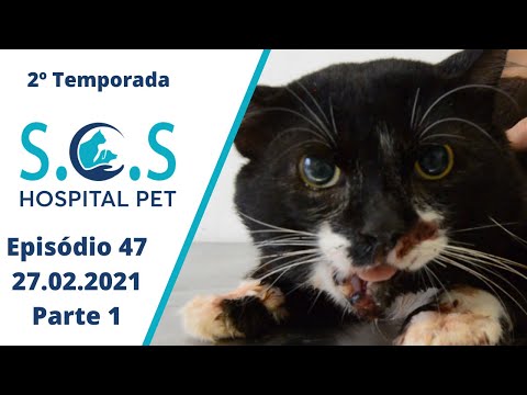 Vídeo: A Mandíbula Quebrada De Um Gato De Resgate Foi Consertada E Agora Se Parece Com Um Sorriso Permanente