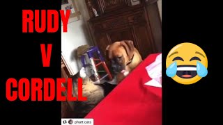 TONY BAKER Voice over Compilation  CORDELL VS RUDY 🤣🤣🤣 funny cats v dogs