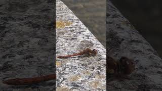 Resting damselfly (dragonfly) Cornwall UK