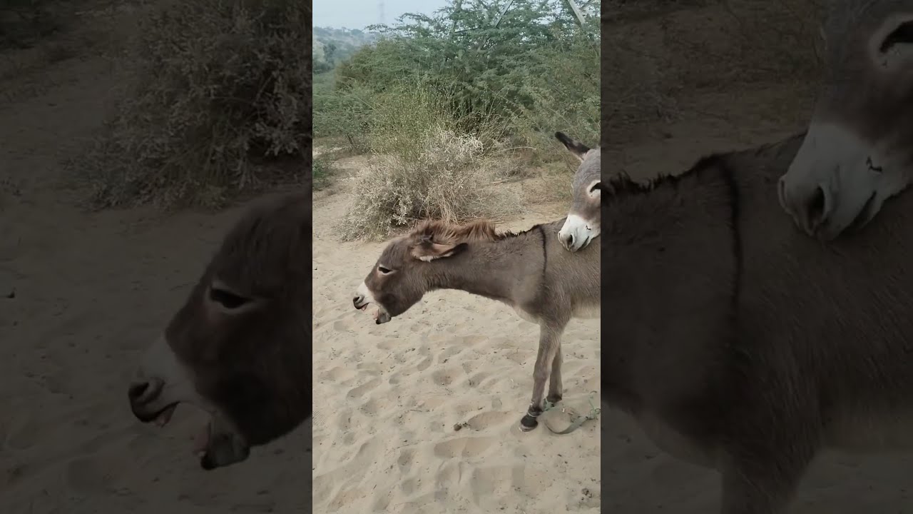Donkeys Ghadha Ytshorts Viralvideo Shortsfeed