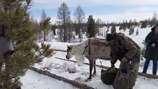 Тувинские оленеводы. часть 1.