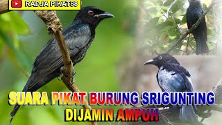 SUARA PIKAT BURUNG SRIGUNTING, DIJAMIN AMPUH