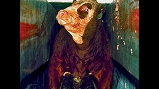 Abattoir = Denial
