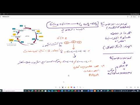 حلقة كالفن جديد