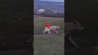 Esta Oveja Caminó Junto a un Lobo sin Imaginar lo que Podía Aasar #curiosidades #animales #fauna