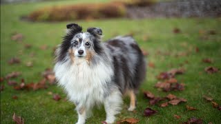 Unleashing the Potential of Shetland Sheepdogs in Disc Dog Competitions