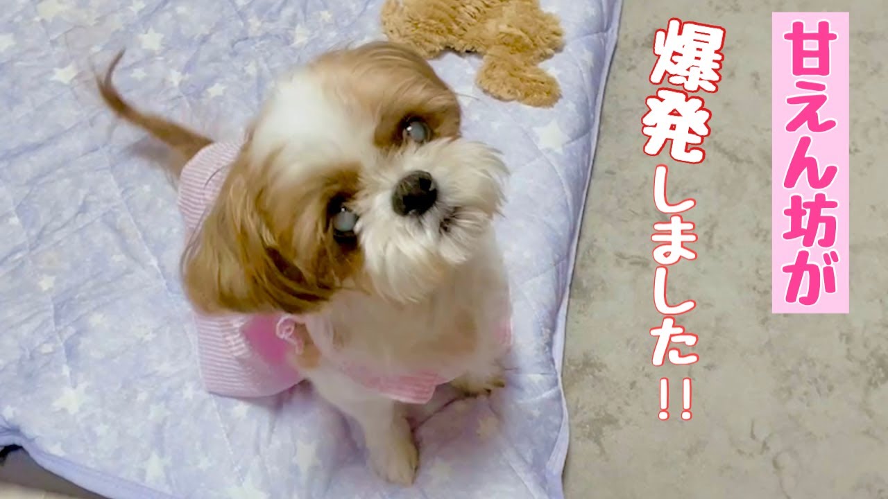 甘えん坊が爆発した愛犬❣【シーズー】多頭飼い～