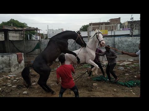 Horse breeding in hyderabad India / horse mating