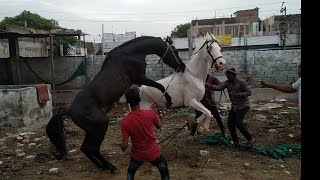 Horse breeding in hyderabad India / horse mating