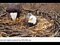 03 18 2020~Decorah Eagles~Mom brings in more nesting material!
