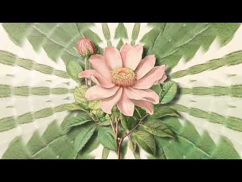 Botanic - Artistic Motion Video, a Nature Photo by Wumi Studio (Thumbnail 2 of 3)